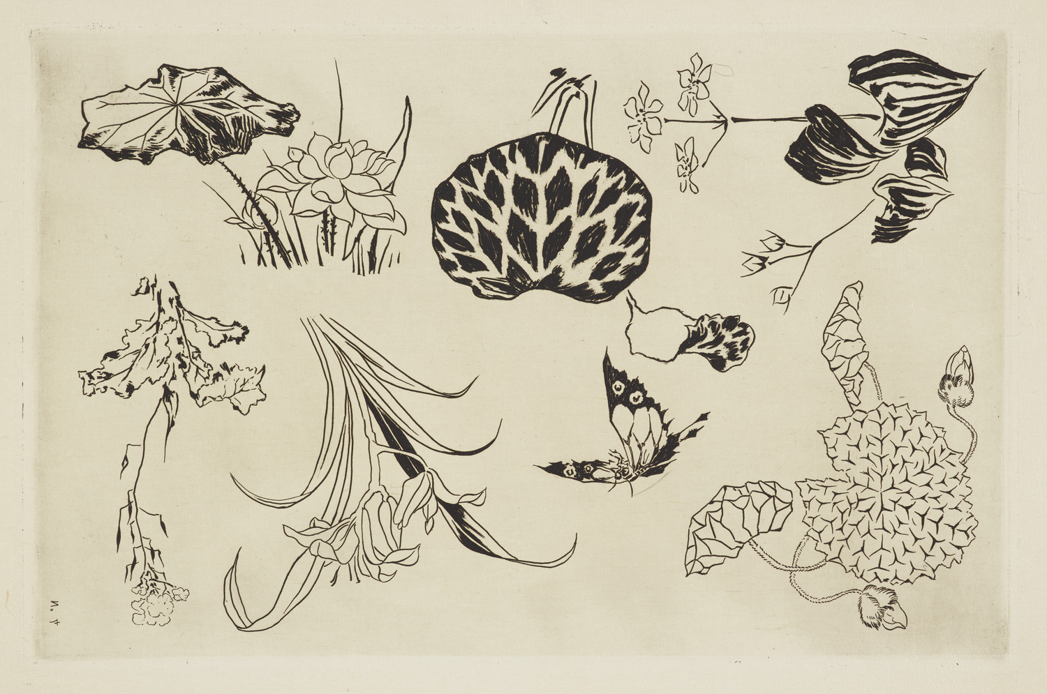 セルヴィス・ルソーのための絵付け用エッチング』：（4）水生植物 